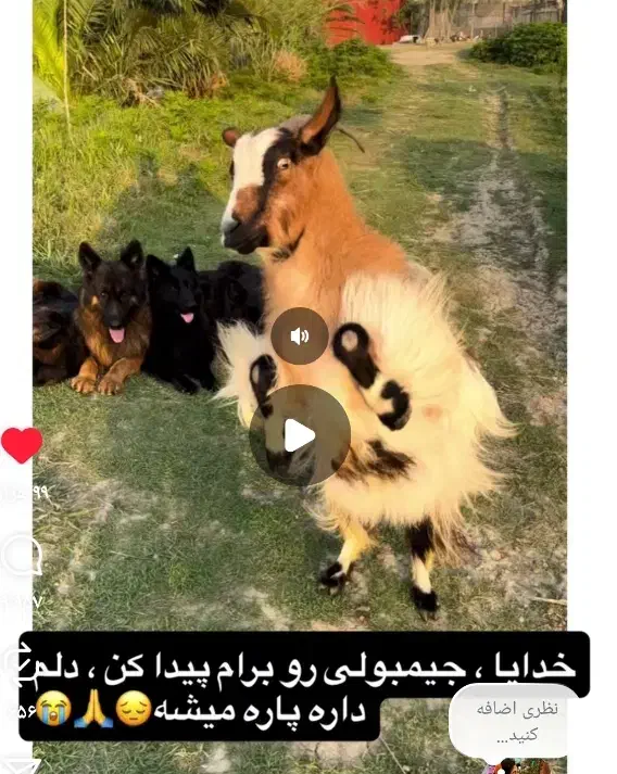 گمشده  مژده گونی  بز ماده|حیوانات|فریدون‌کنار, |دیوار