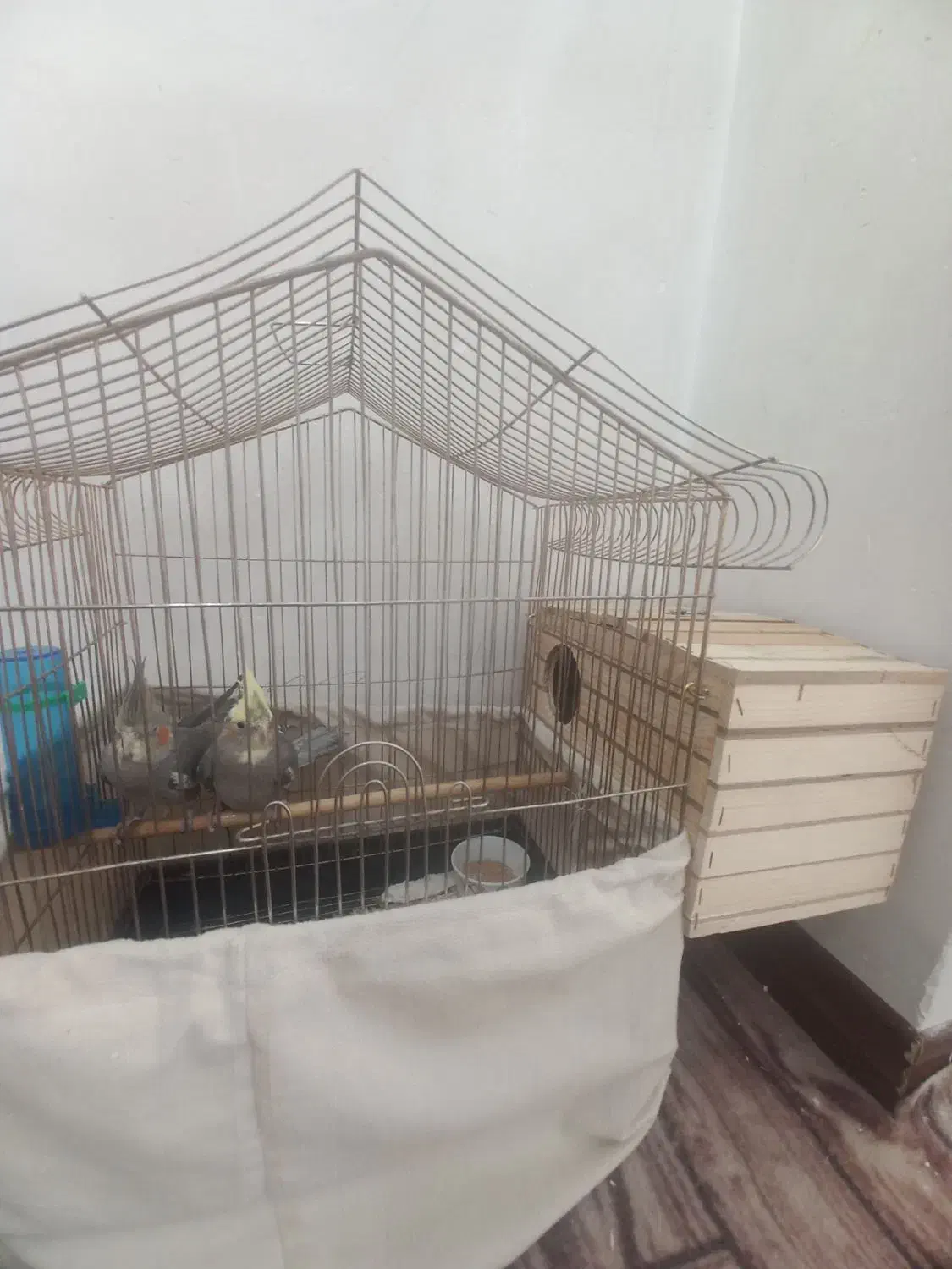 عروس هلندی|پرنده|رباط‌کریم, مسکن مهر آبشناسان|دیوار