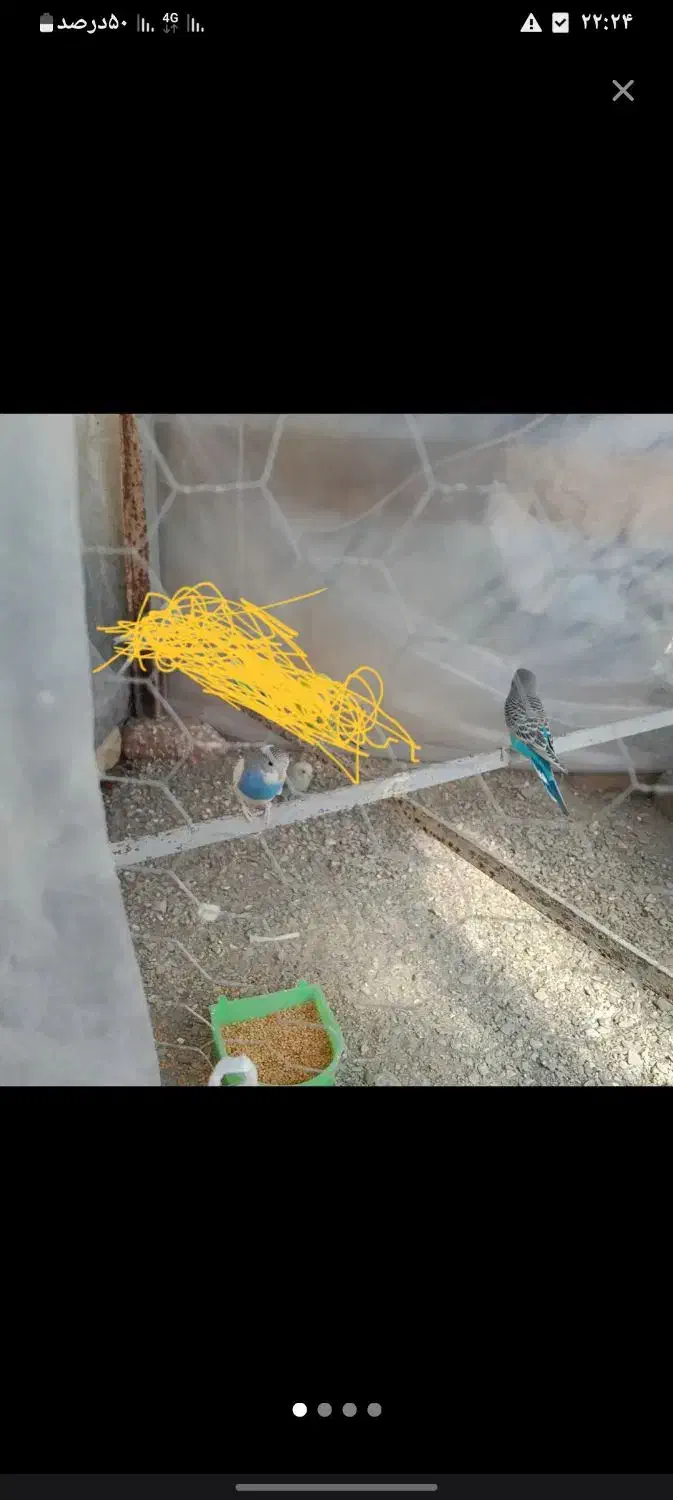 سه مرغ عشق با قفس|پرنده|سراوان, |دیوار