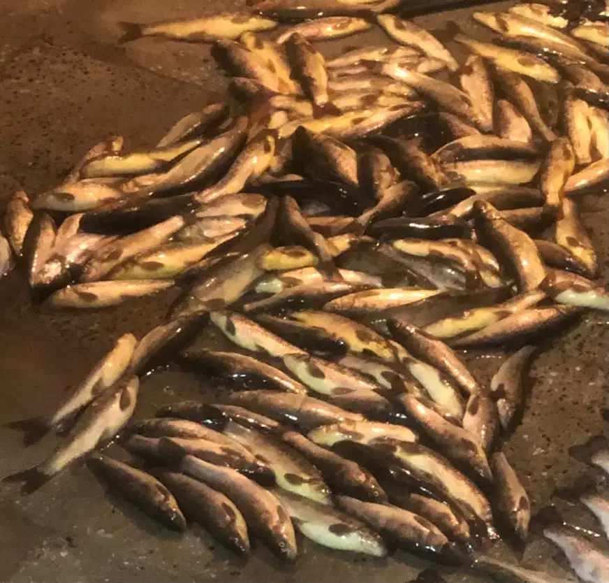 ماهی درجه یک تازه بدون شکم ارسال رایگان|ماهی|دورود, |دیوار