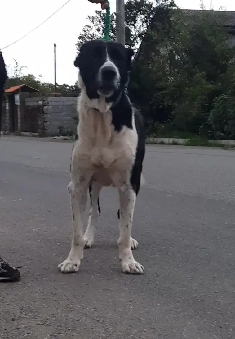 سگ سرابی سن 3 سال|سگ|رامسر, |دیوار