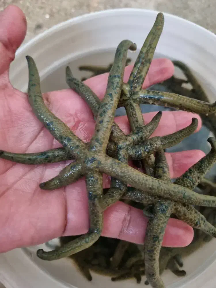 پک تمیز کننده آکواریوم آبشور|ماهی|تهران, جوادیه تهرانپارس|دیوار