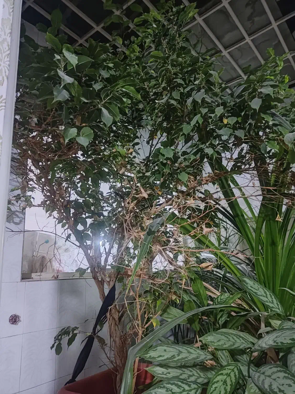 گل آپارتمانی|گل و گیاه طبیعی|قزوین, |دیوار