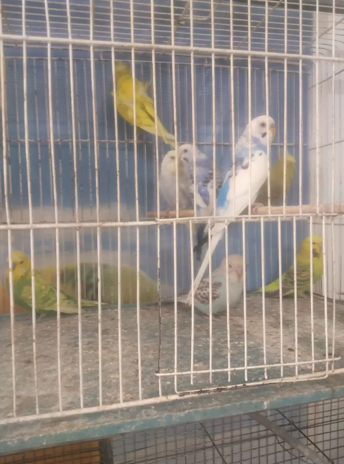 کلکسیونی بینظیرازدنیای مرغ عشق  آیهان|پرنده|خوی, |دیوار