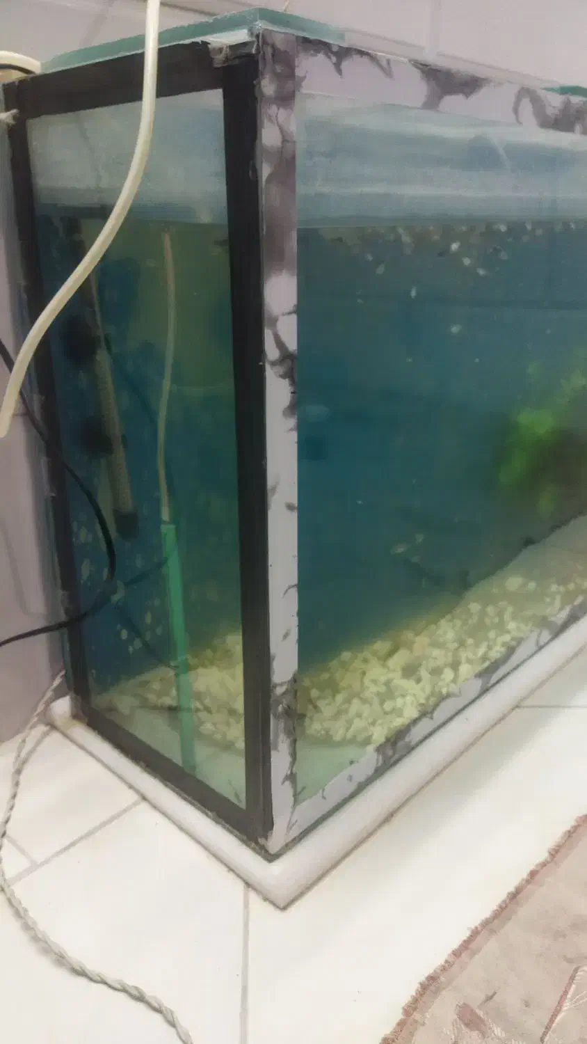 آکواریوم باتمام وسایل با تعدادی ماهی گوپی|ماهی|بروجرد, |دیوار