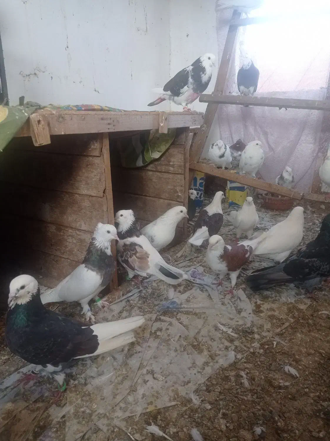 کبوتر پرشی و فوق العاده زیبا و خال قدیم|پرنده|ساری, |دیوار