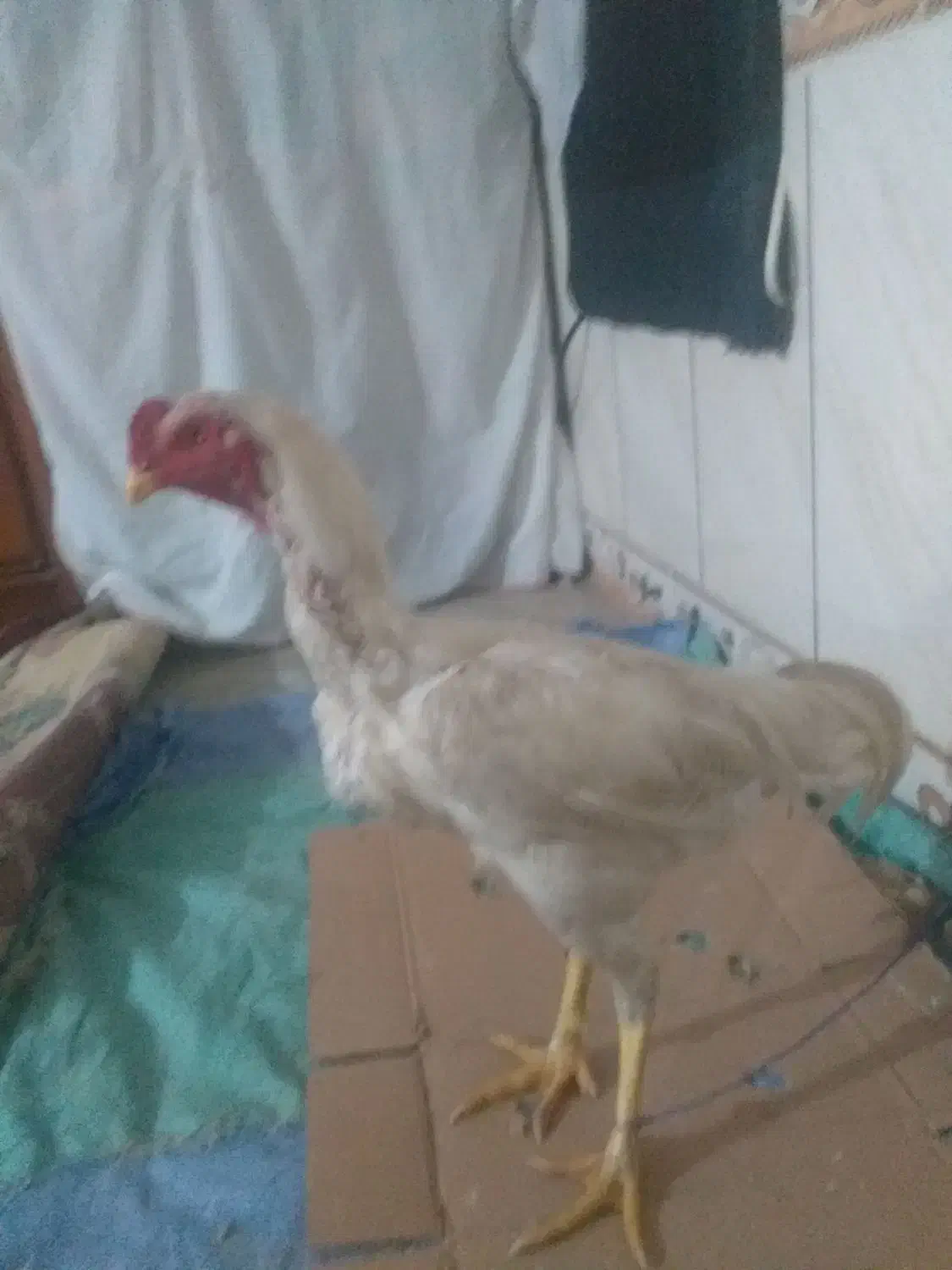 خروس لاری|حیوانات مزرعه|مینودشت, |دیوار