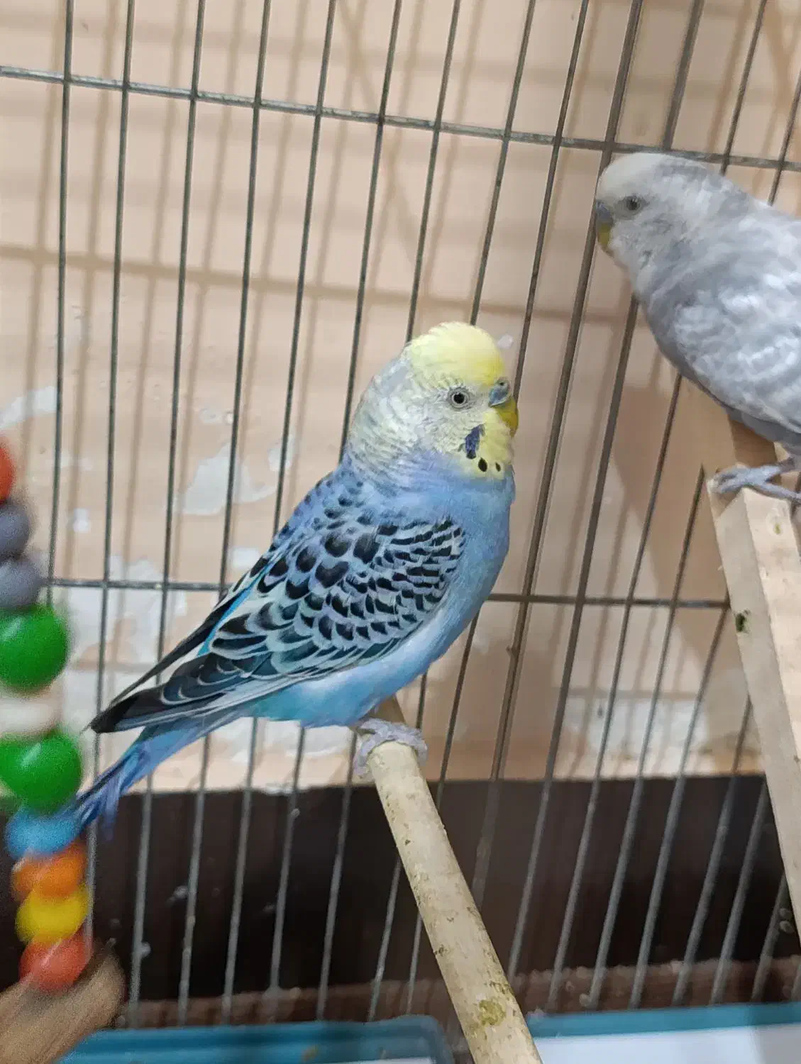 مرغ عشق|پرنده|دوگنبدان, |دیوار