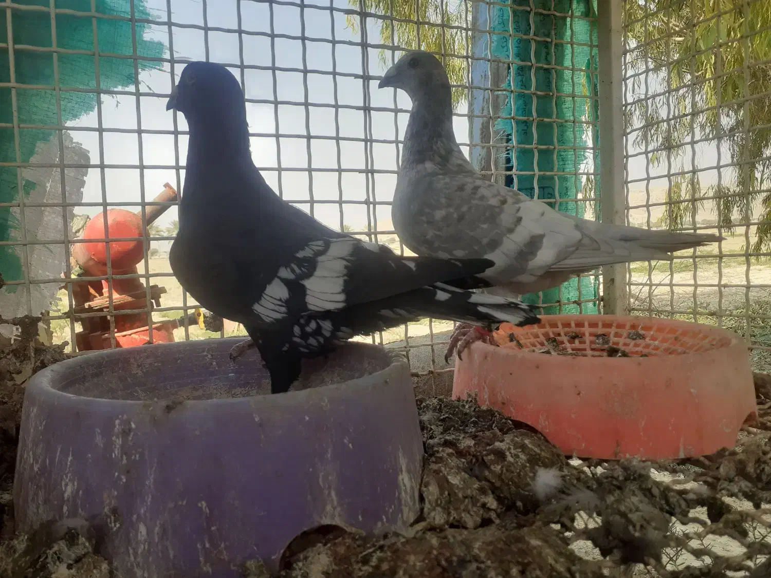 کبوتر طاوسی نر و ماده|پرنده|بوشکان, |دیوار