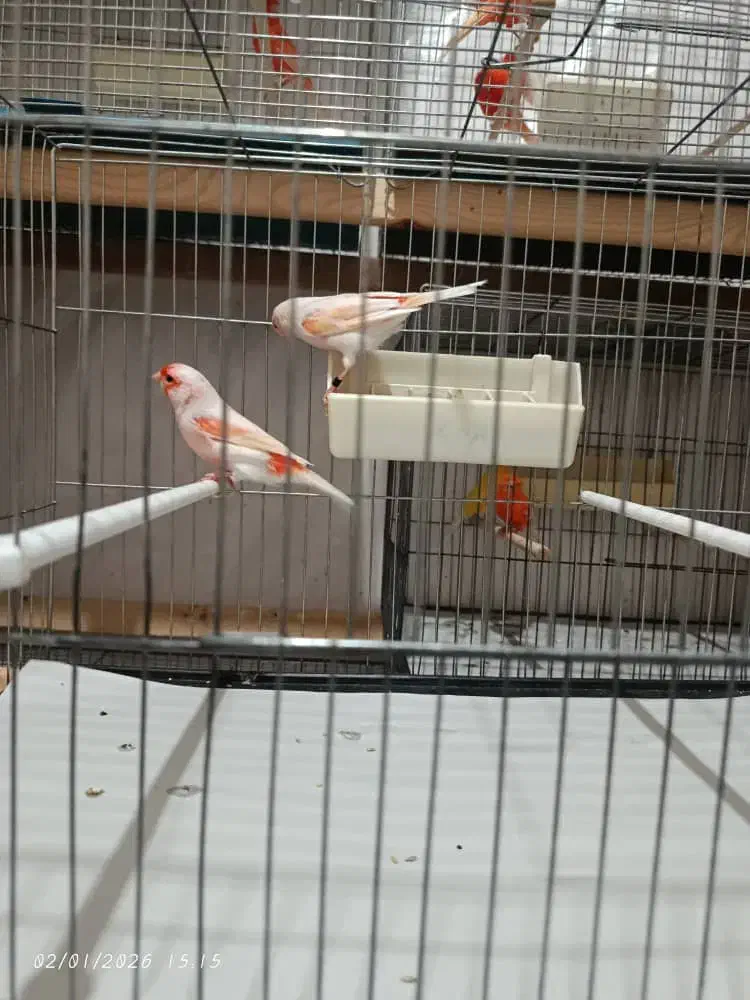 قناری رنگی|پرنده|رباط‌کریم, شترخوار|دیوار