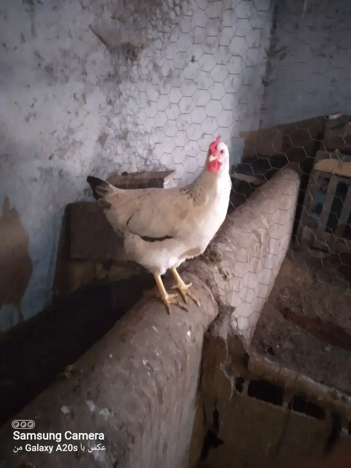 فروش مرغ تازه به تخم اومده|حیوانات مزرعه|کلارآباد, |دیوار