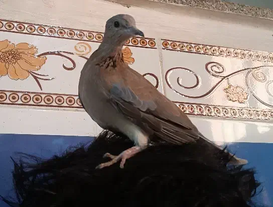 مجسمهکبوتر خا ن گی|مجسمه، تندیس، ماکت|زابل, |دیوار