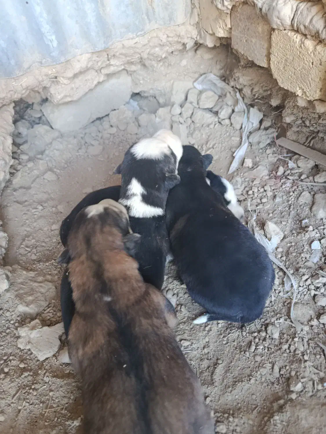 ماده هاسکی با توله|سگ|اراک, |دیوار