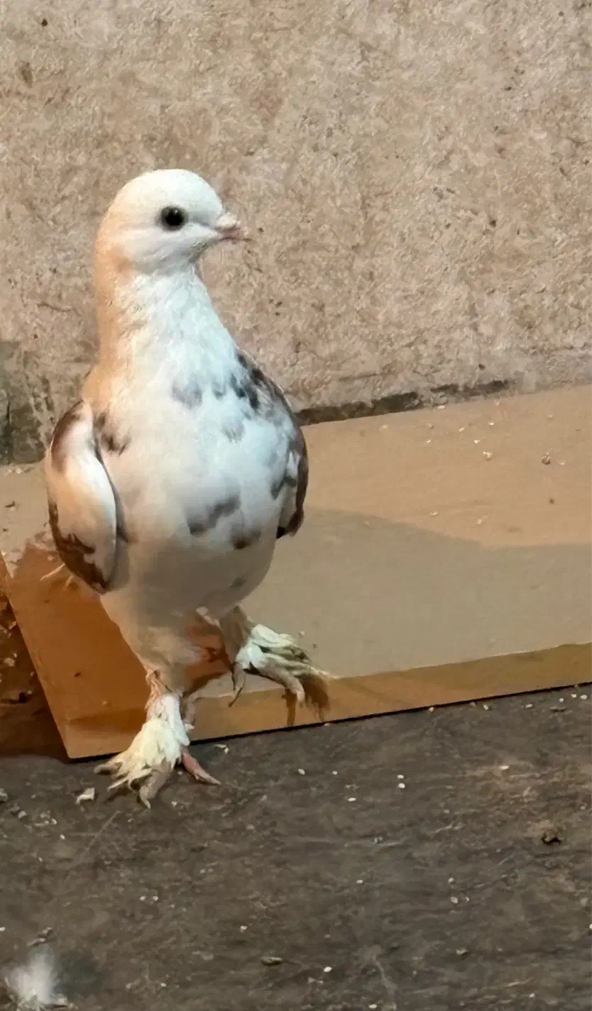 کبوتر|پرنده|نظرآباد, شهرک سید جمال الدین|دیوار