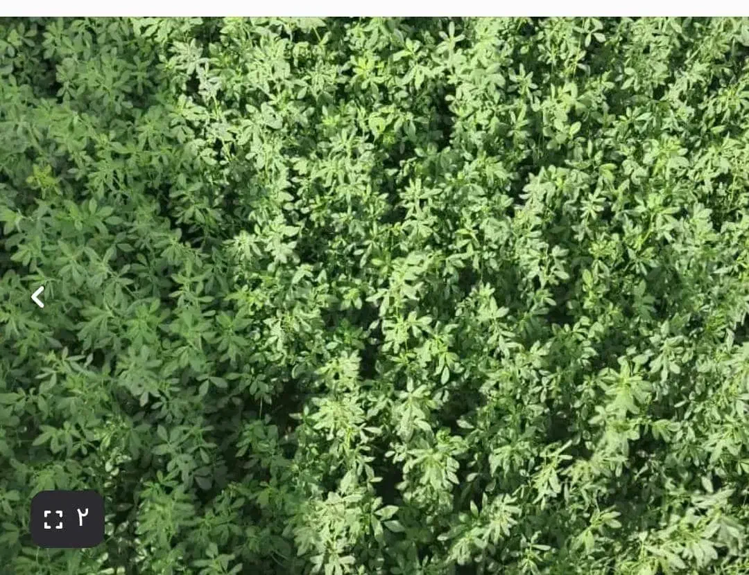 یونجه|اجارهٔ دفتر صنعتی، کشاورزی، تجاری|بهبهان, |دیوار