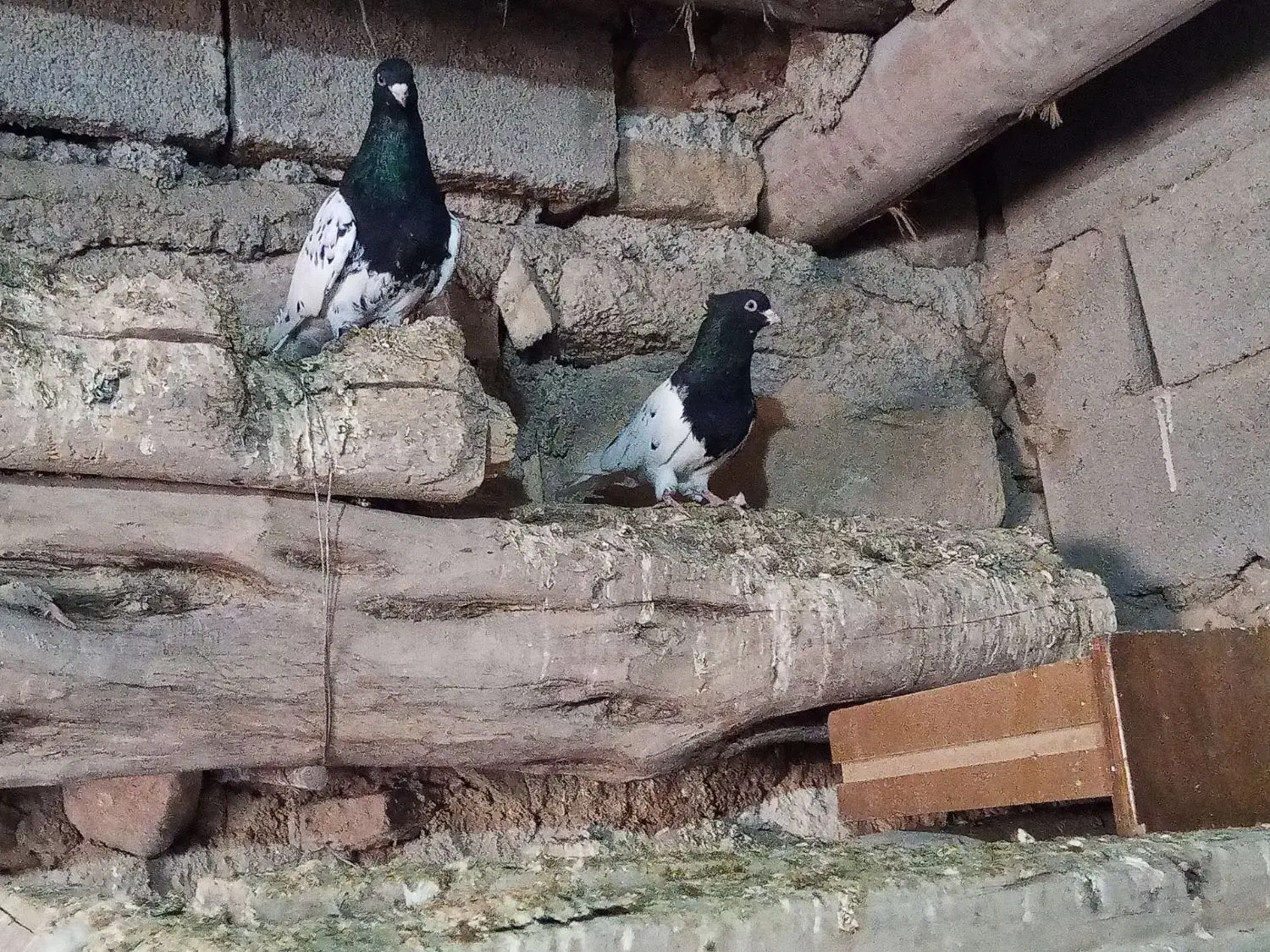 کبوتر|پرنده|بجنورد, |دیوار