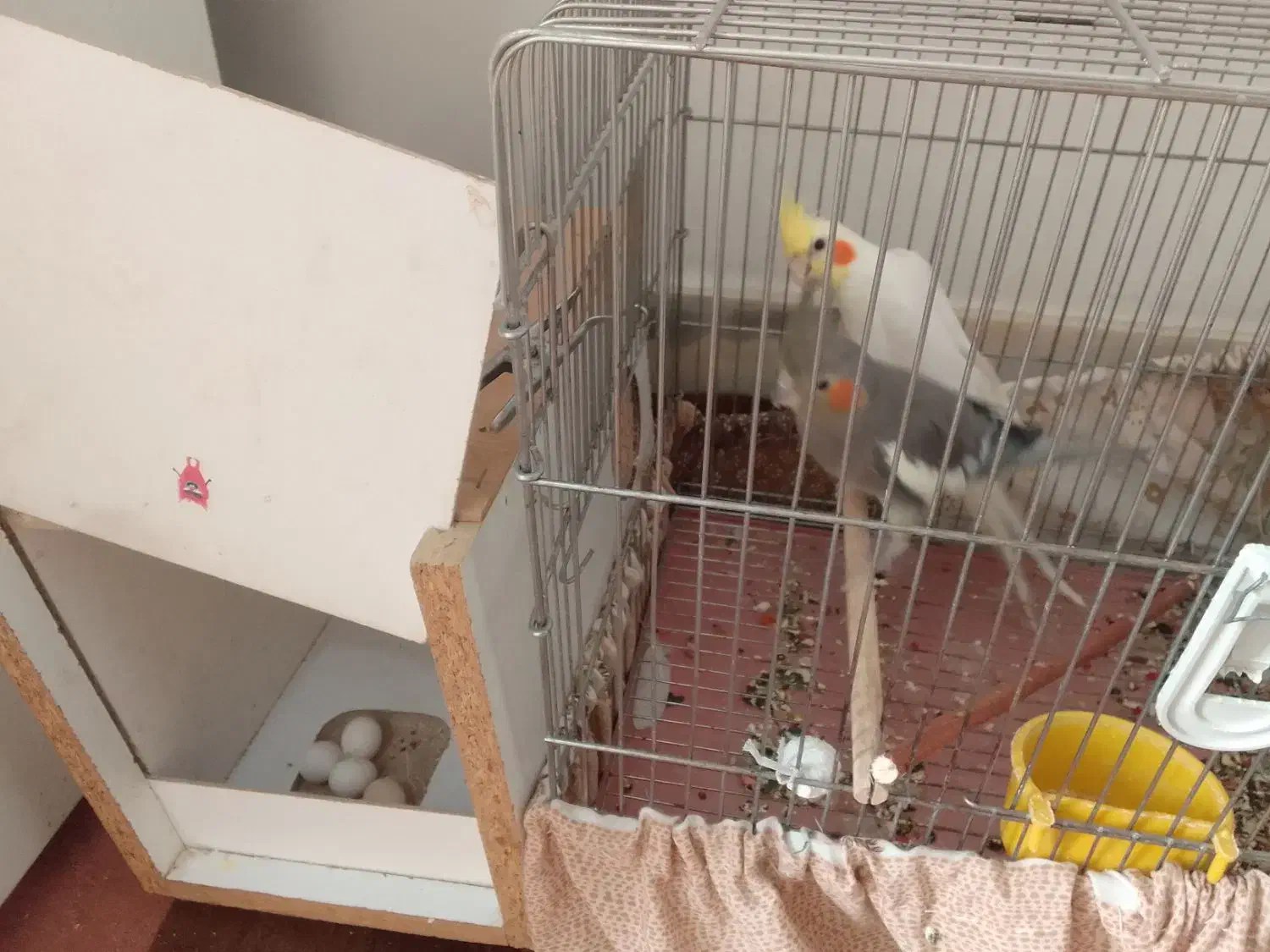 عروس هلندی مولد تخم گذار و جوجه|پرنده|گلپایگان, |دیوار