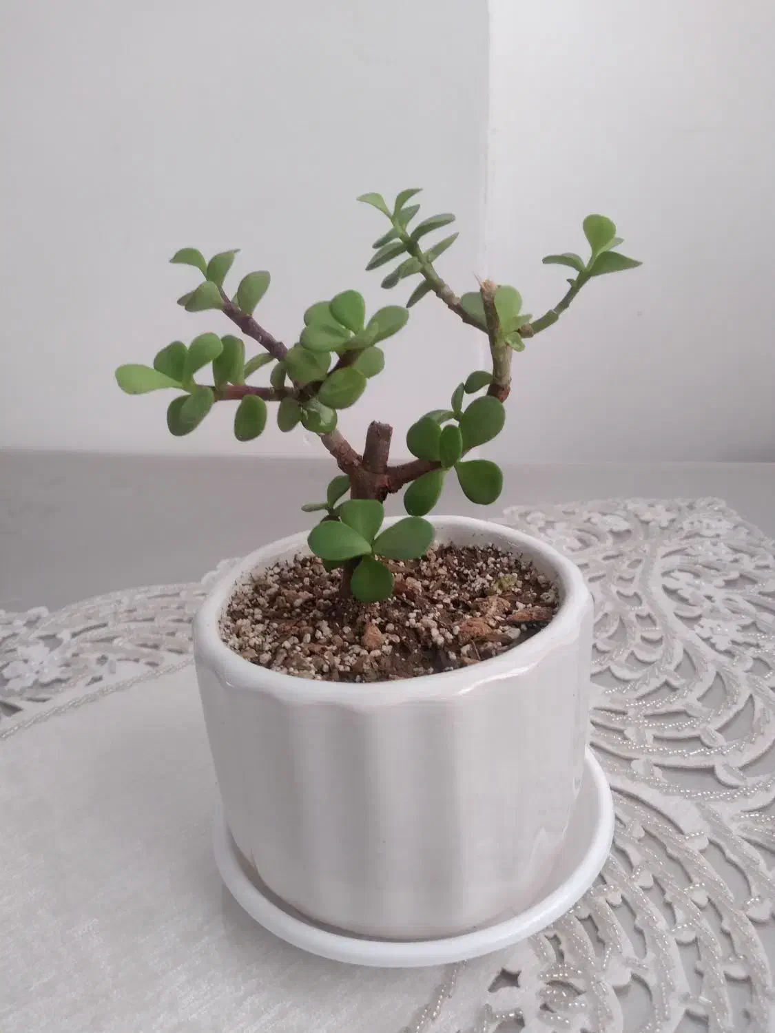 گل و گیاه|گل و گیاه طبیعی|قم, بنیاد|دیوار