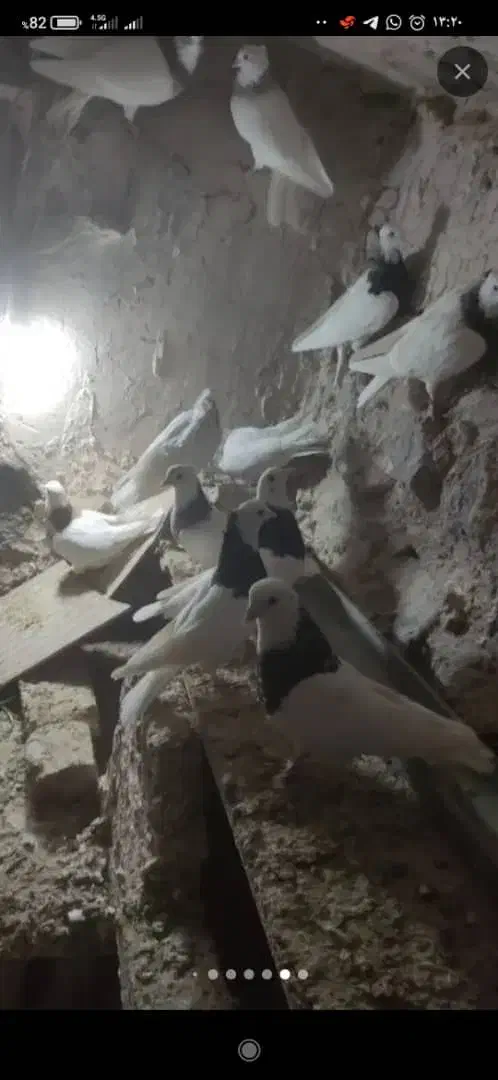 کبوتر|پرنده|خسروشاه, |دیوار