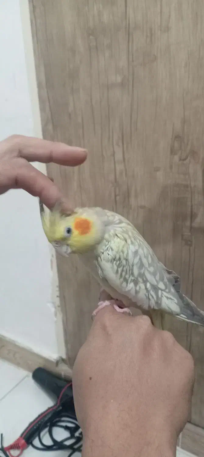 عروس هلندی دستی|پرنده|نسیم‌شهر, |دیوار