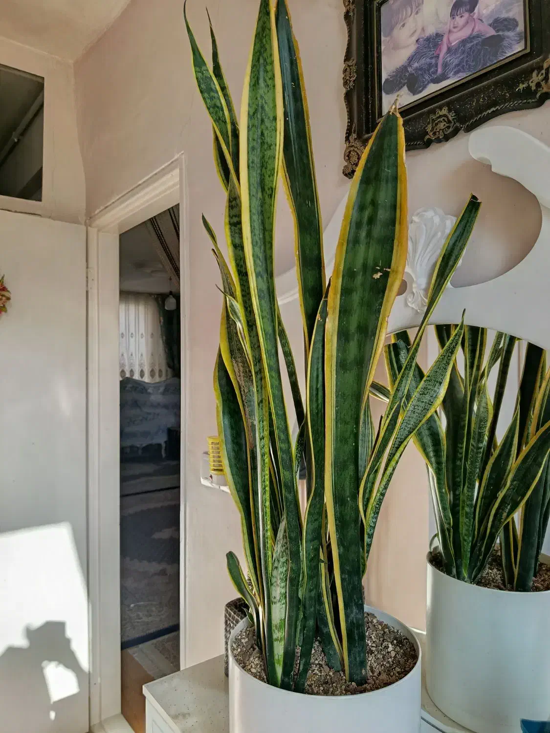 گل طبیعی قیمت مناسب|گل و گیاه طبیعی|قزوین, |دیوار