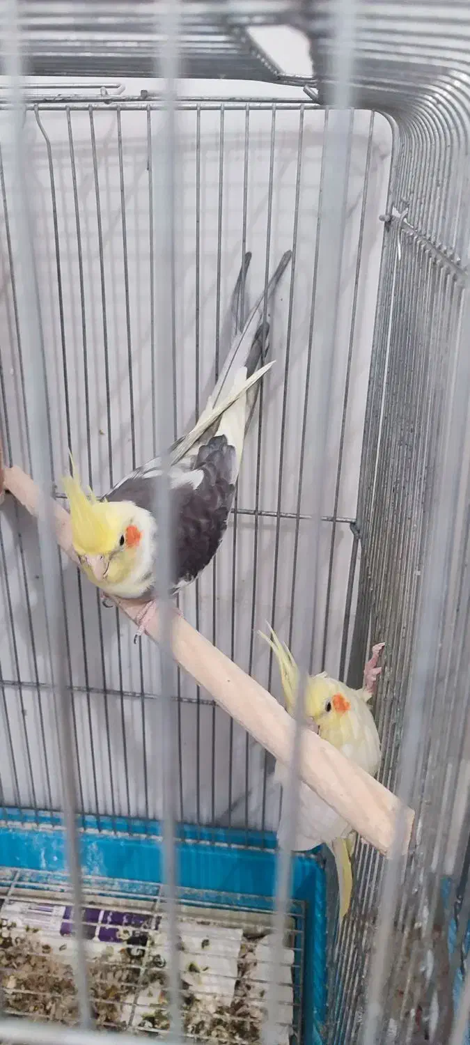 عروس هلندی با جوجه معاوضه با گرینچیک|پرنده|قرچک, باقرآباد|دیوار