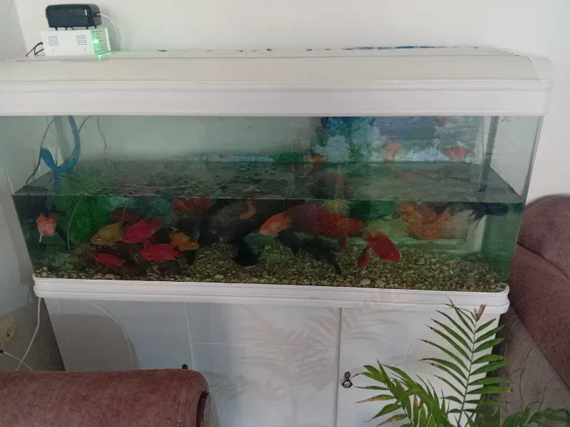 آکواریوم|ماهی|کازرون, |دیوار