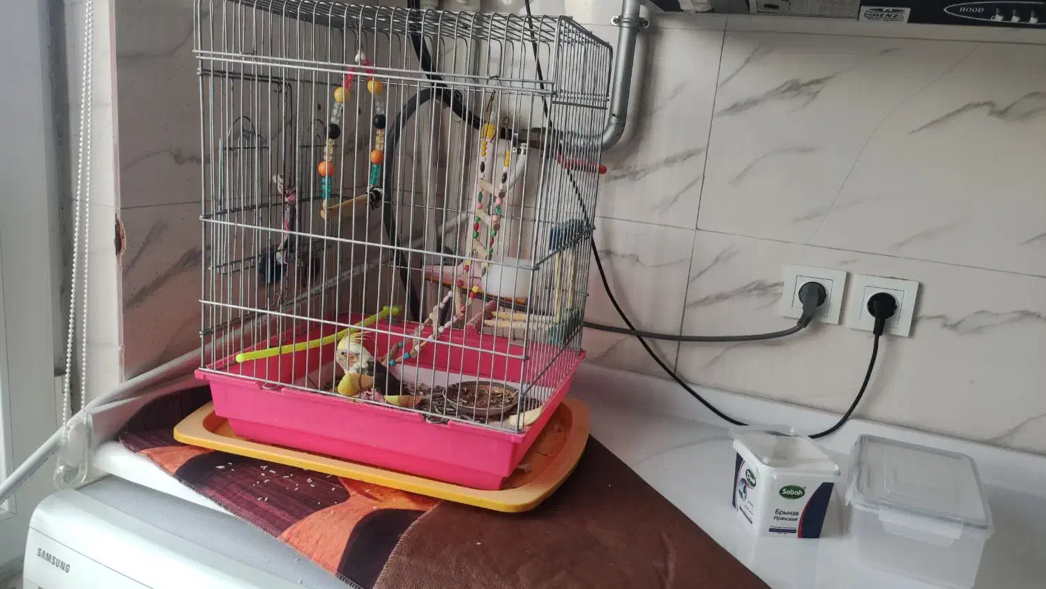 عروس هلندی|پرنده|دیواندره, |دیوار