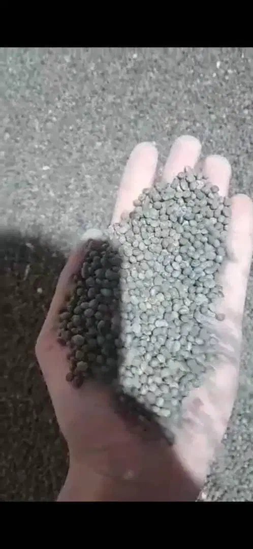 توزیع بذر ماشک بوجاری شده|لوازم جانبی حیوانات|آمل, |دیوار