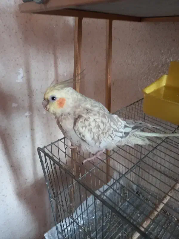 عروس هلندی|پرنده|اصفهان, بوزان|دیوار