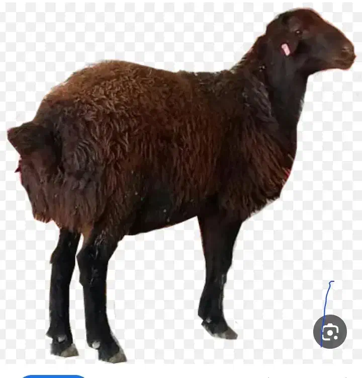 فروش ۵۰راس بره افشار اصل( زنجان)|حیوانات مزرعه|رودهن, |دیوار