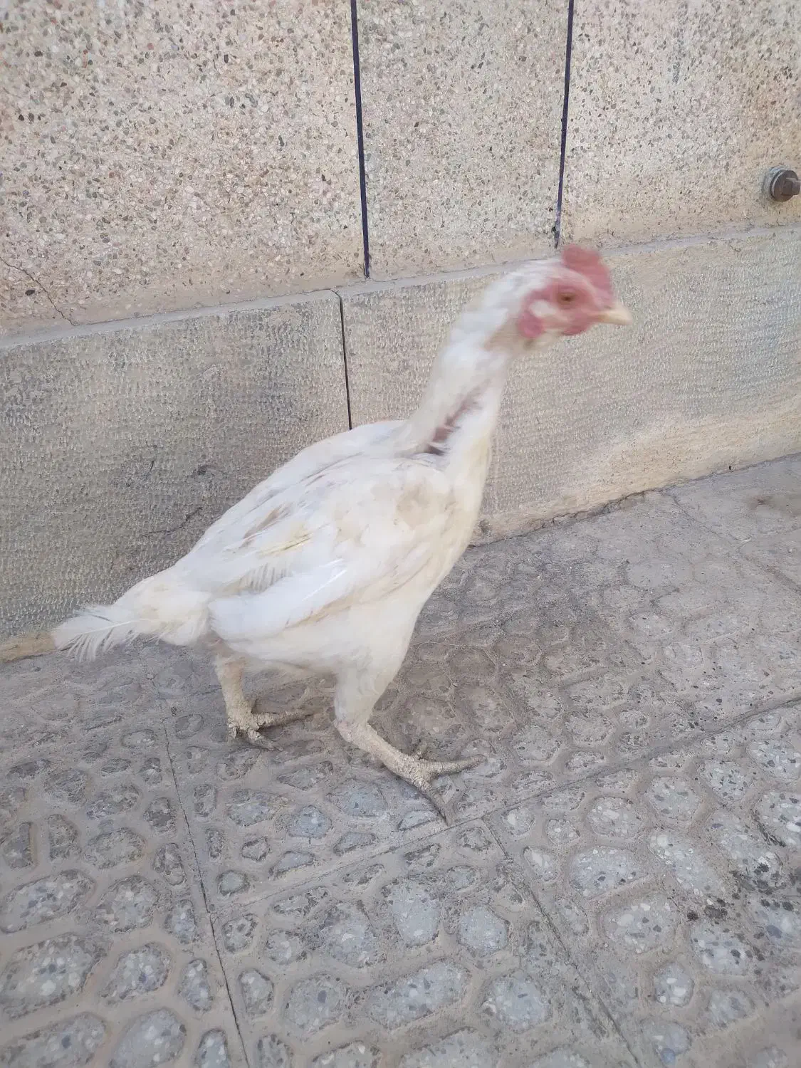 مرغ افغان کرچ|حیوانات مزرعه|خمینی‌شهر, |دیوار