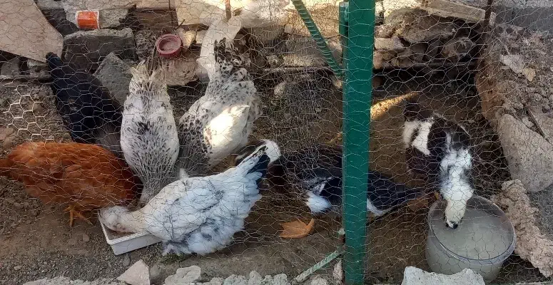 5جوجه مرغ محلی سالم|حیوانات مزرعه|کهنوج, |دیوار