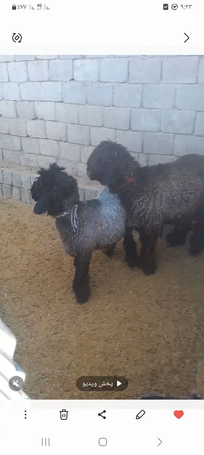 بره قوچی|حیوانات مزرعه|میانکوه, |دیوار