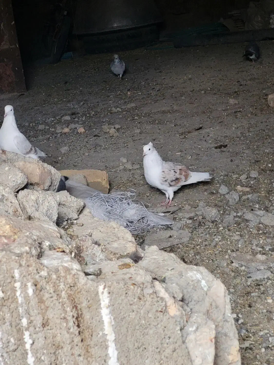 نر پلنگ|پرنده|دورود, |دیوار