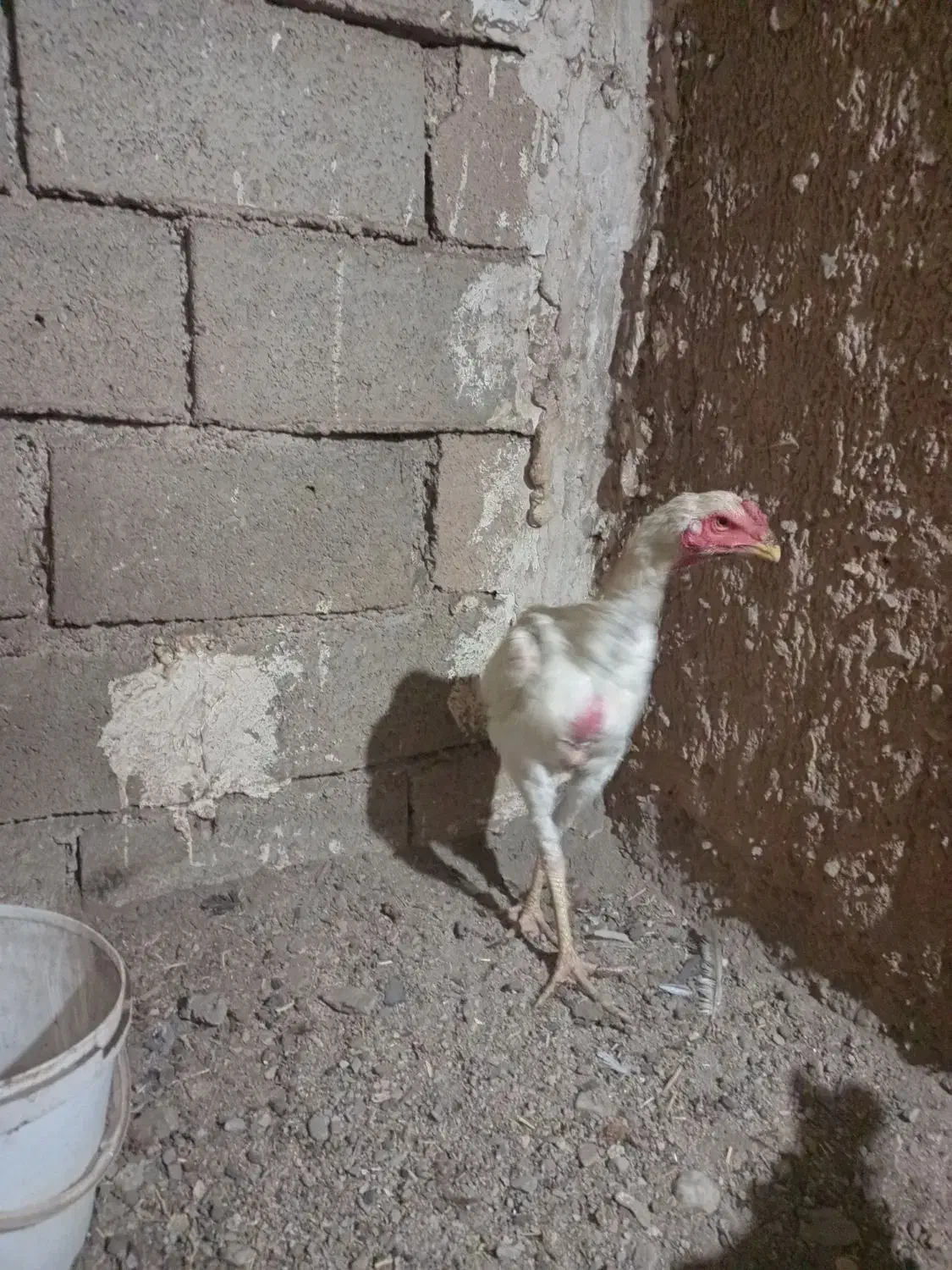 جوجه لاری|حیوانات مزرعه|قاسم‌آباد (خواف), |دیوار