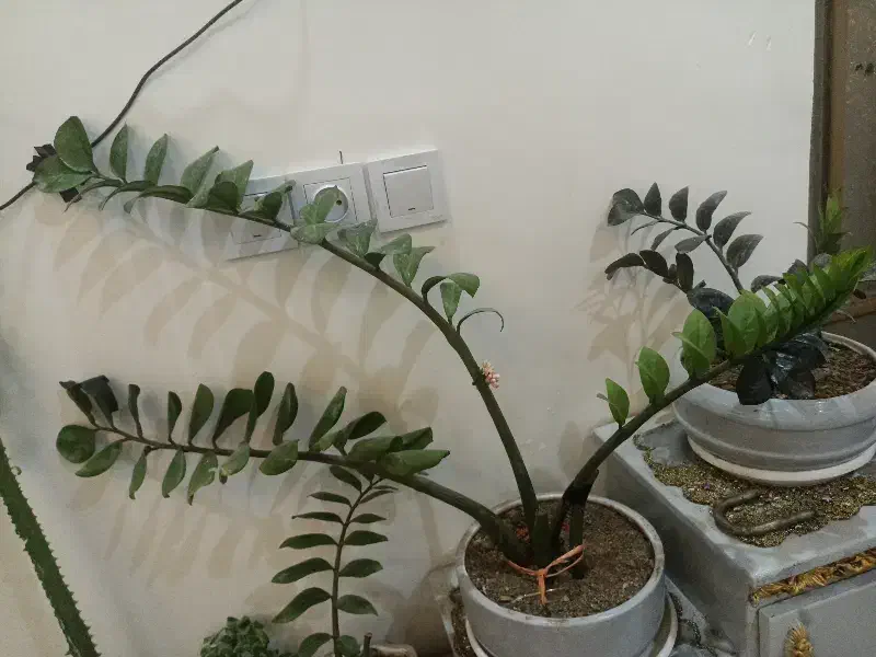 گل زامفولیا و کاکتوس|گل و گیاه طبیعی|تایباد, |دیوار