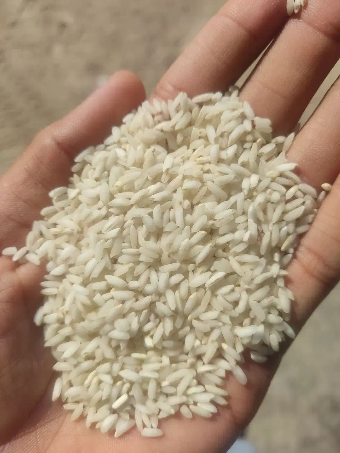 برنج عنبر بو خوزستان|عمده‌فروشی|کرخه, |دیوار