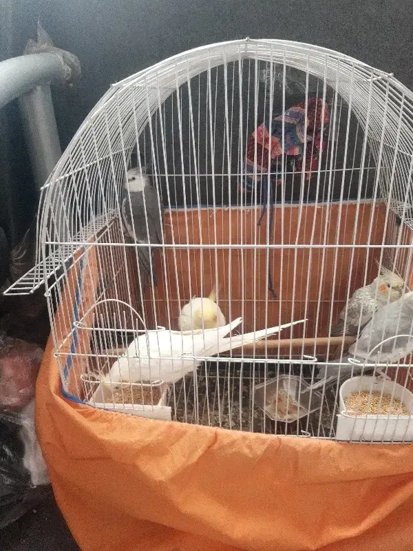 تعداد ۵عددپرنده عروس هلندی فروشی|پرنده|تهران, بازار|دیوار