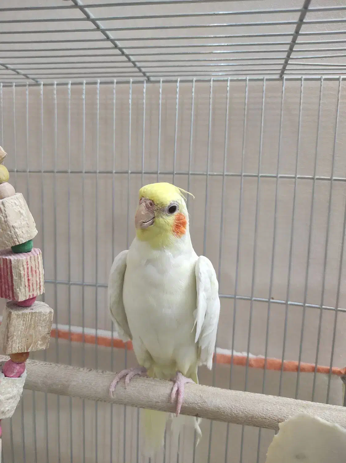 عروس هلندی نر|پرنده|شیراز, دلجو|دیوار