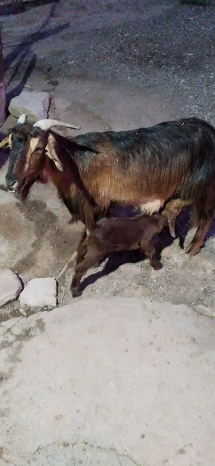 بزوبیگ|حیوانات مزرعه|مسجد سلیمان, |دیوار