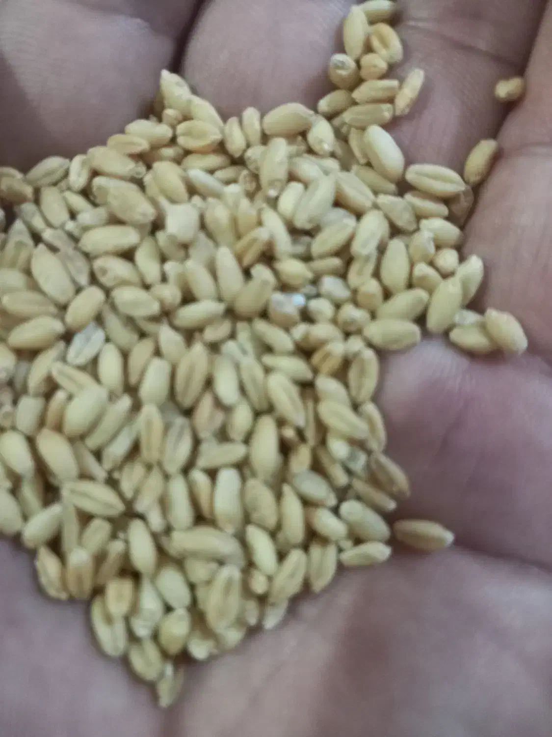 گندم کودشت|عمدهفروشی|آشخانه, |دیوار