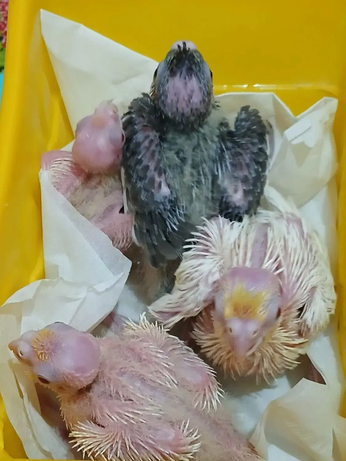 معاوضه عروس هلندی|پرنده|تهران, مسعودیه|دیوار