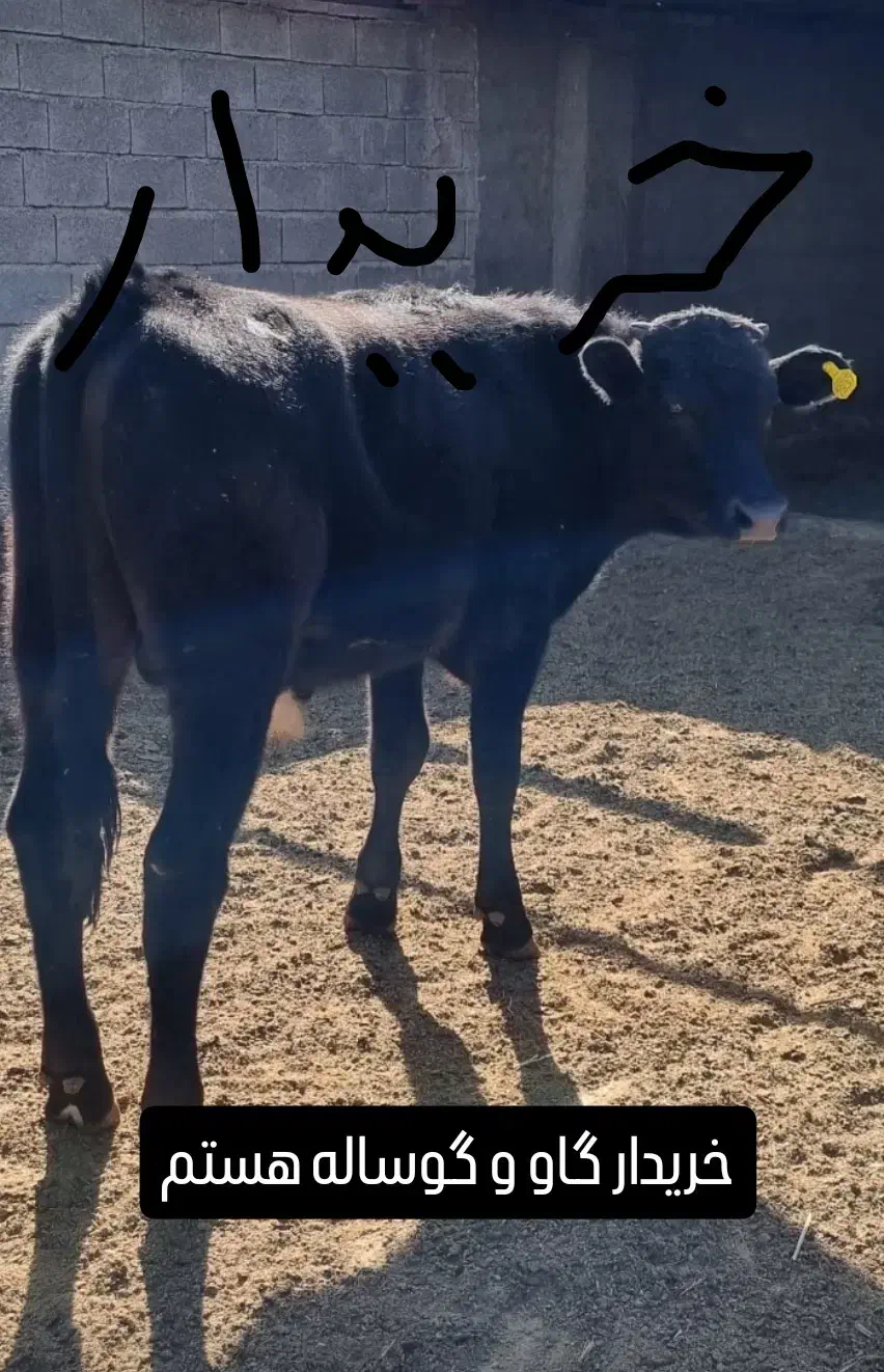 گوساله گاو|حیوانات مزرعه|بستک, |دیوار