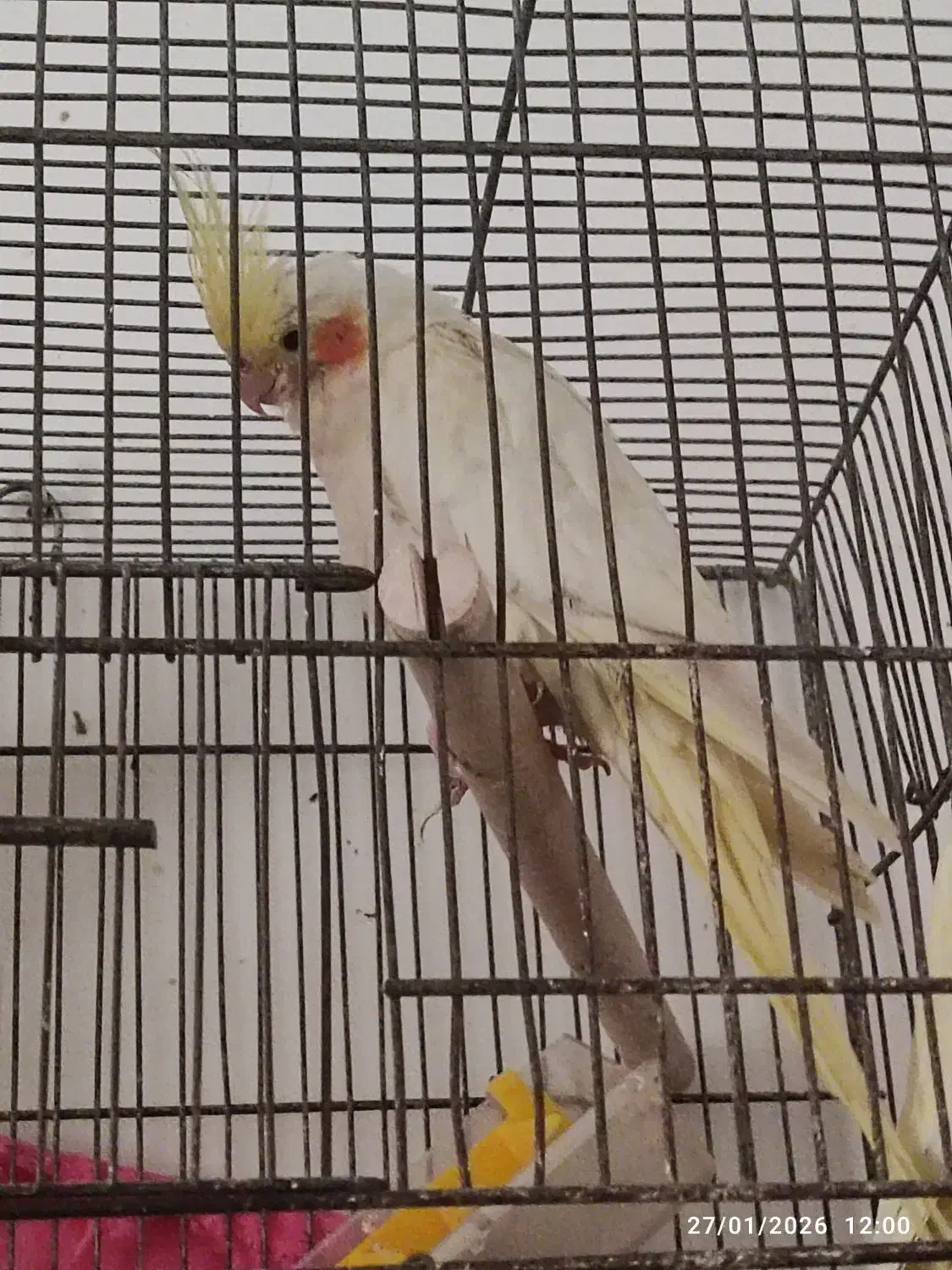 عروس هلندی|پرنده|چمران, |دیوار