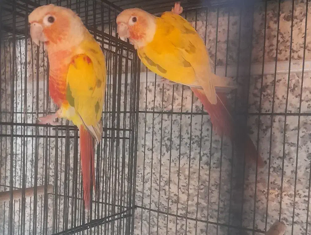 جفت ها گرینچیک مولد پایدردچیک|پرنده|تهران, افسریه شمالی|دیوار