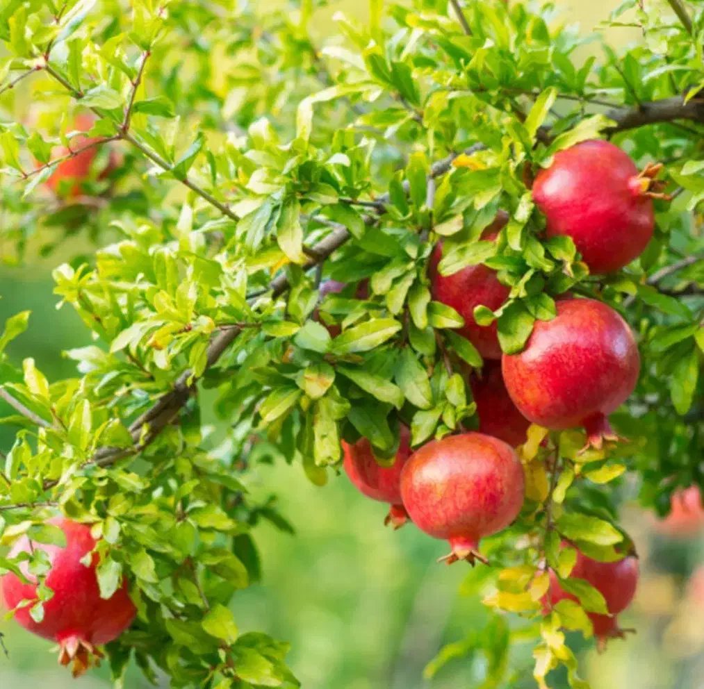 اجاره انار ابدار و فروش بصورت یک تن به بالا|خوردنی و آشامیدنی|جعفرآباد, |دیوار
