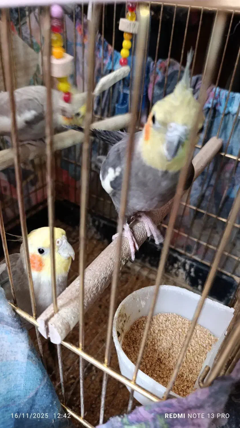 فروشی|پرنده|خسروشاه, |دیوار