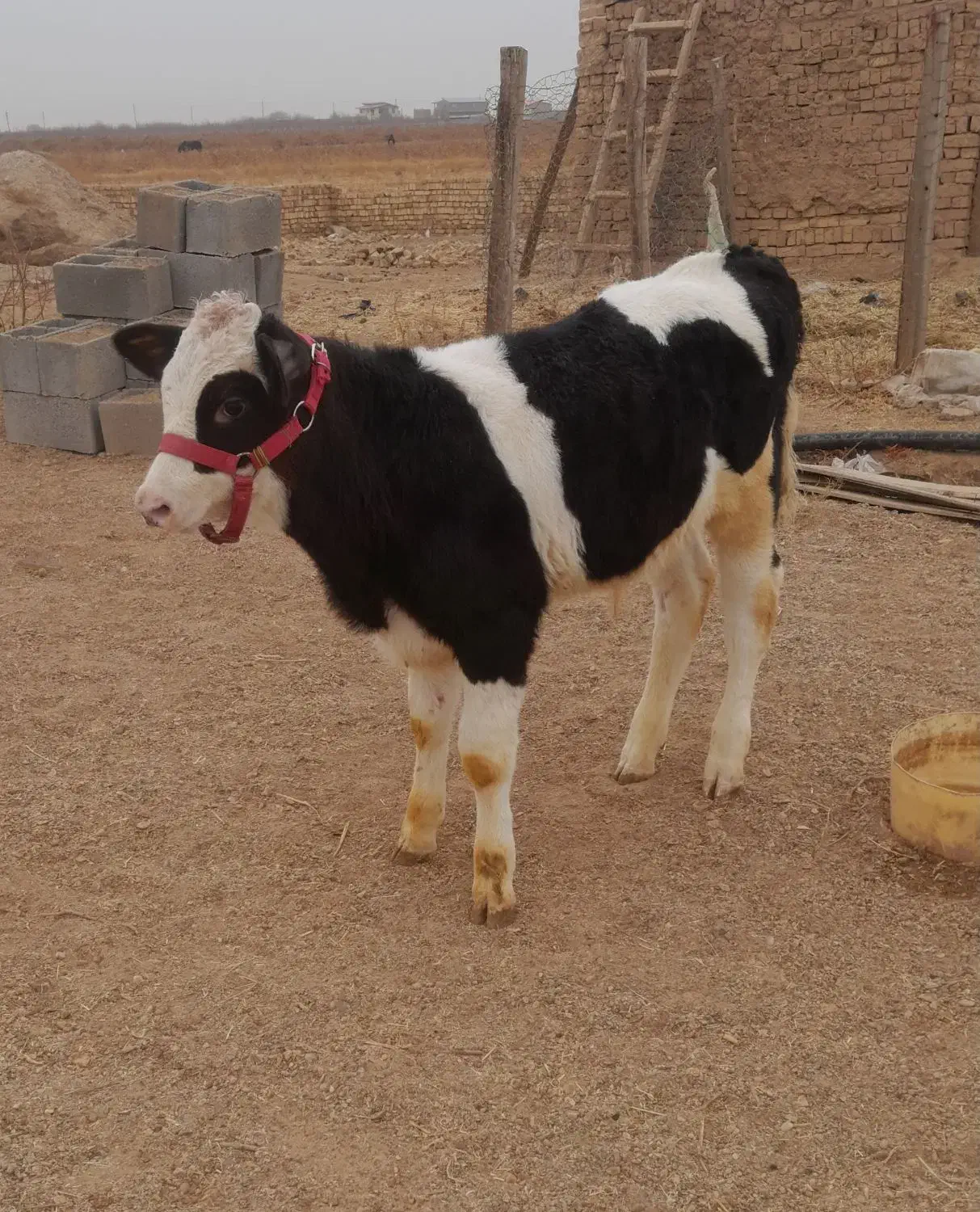 گوساله نر|حیوانات مزرعه|اسفرورین, |دیوار