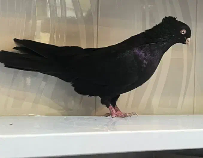 کبوتر زاغ|پرنده|کشکسرای, |دیوار